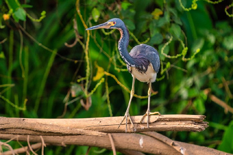 097 Tarcoles, witbuikreiger.jpg